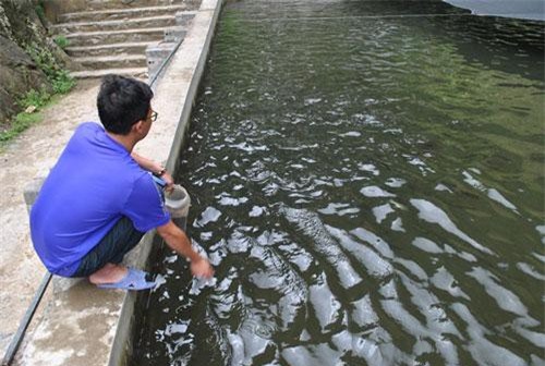 Bỏ phố lên "cổng trời" nuôi loài cá quý tộc, 9x có bạc tỷ/năm