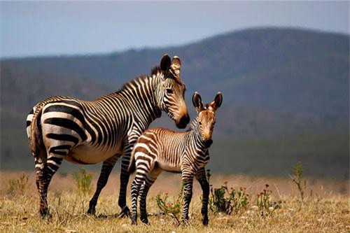 Sự thật khó tin về loài ngựa sống lâu nhất thế giới