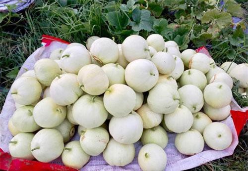 Nghệ An: Trúng mùa dưa lê, nông dân kiếm bộn tiền