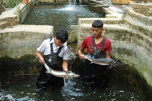 Điện Biên: Nuôi cá "quý tộc" ở nơi lạnh 17 độ C và cao 1.500m