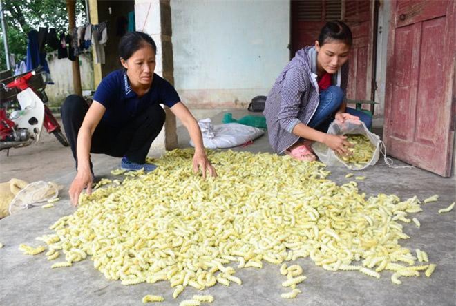 Tuyên Quang: Cả làng nuôi tằm làm thức ăn, không trồng dâu lại có tiền rủng rỉnh