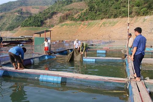 Sơn La: Từ núi xuống sông Đà nuôi cá đặc sản mà khấm khá hẳn lên