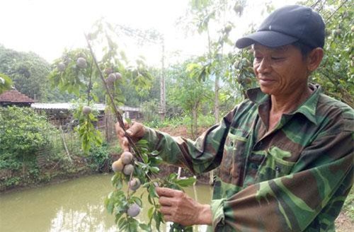 Sơn La: Chỉ mới 2 tháng hái mận bán, ông Địa đã bỏ túi 50 triệu đồng