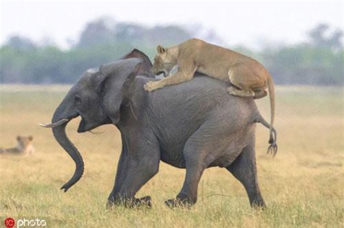 Sư tử lớn mật săn giết con voi ngay trước mặt mẹ