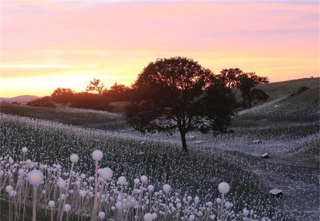 Bước vào thế giới trong tranh khi đến “Cánh đồng ánh sáng” ở California - Ảnh 3.