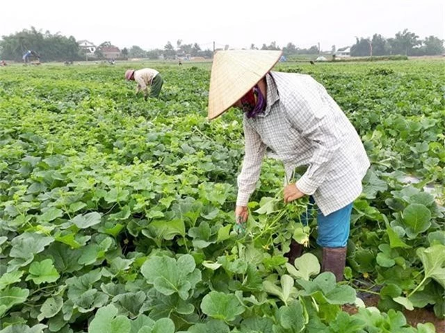 nghe an: trung mua dua le, nong dan kiem bon tien hinh anh 2