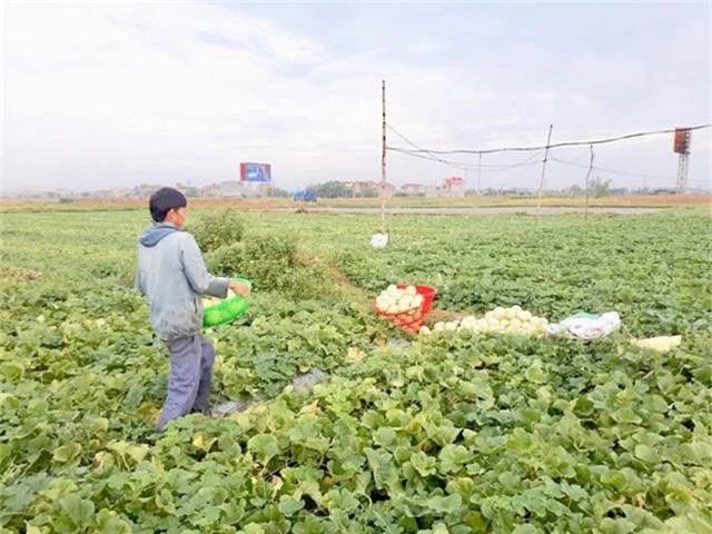 nghe an: trung mua dua le, nong dan kiem bon tien hinh anh 5