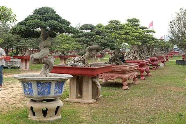 Vườn cây nghệ thuật di sản 300 tỷ đồng độc nhất vô nhị tại Việt Nam - 10