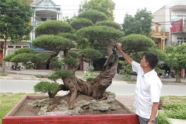 Vườn cây nghệ thuật di sản 300 tỷ đồng độc nhất vô nhị tại Việt Nam - 11