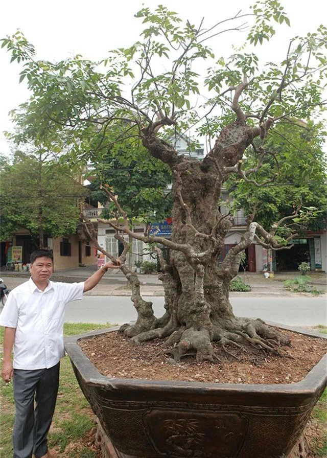 Vườn cây nghệ thuật di sản 300 tỷ đồng độc nhất vô nhị tại Việt Nam - 12