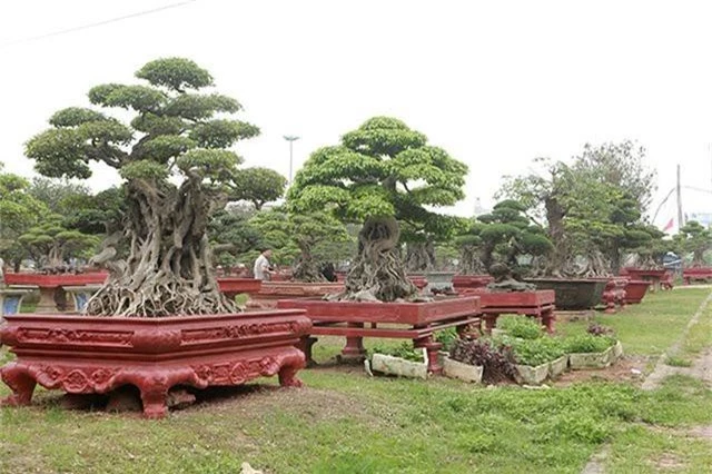 Vườn cây nghệ thuật di sản 300 tỷ đồng độc nhất vô nhị tại Việt Nam - 13