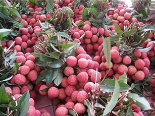 Bắc Giang vào vụ thu hoạch rộ vải chín sớm