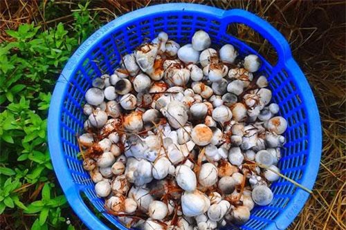 Hậu Giang: Mang rơm chất quanh vườn cây hóa ra có tiền xây nhà khang trang