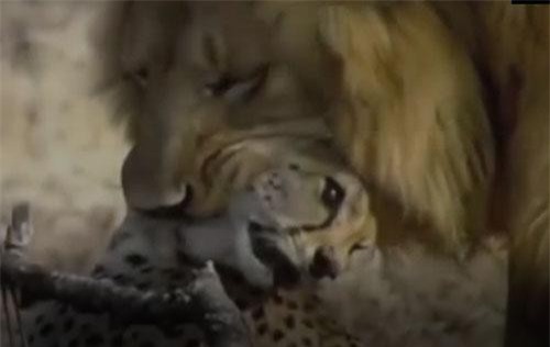 CLIP: Lạc vào lãnh thổ của sư tử, báo săn phải trả giá đắt