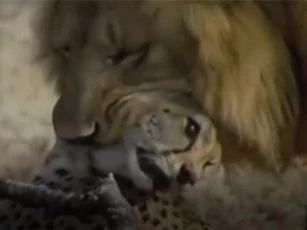 CLIP: Lạc vào lãnh thổ của sư tử, báo săn phải trả giá đắt