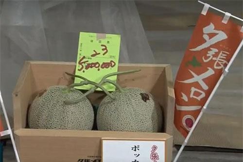 Cặp dưa giá kỷ lục hơn 1 tỷ đồng