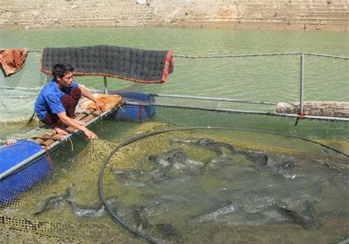Sơn La: Lấy tỏi trị bệnh cho cá đặc sản, cá lớn nhanh, bán giá tốt