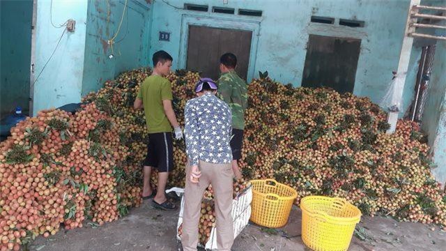 Vải sớm giá tăng gấp 3 thương lái vẫn đổ xô gom hàng bán sang Trung Quốc