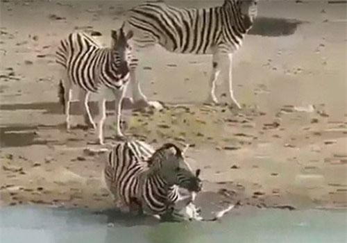 Kinh dị cảnh ngựa vằn đực dìm chết con của tình địch