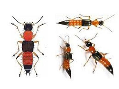 Ph&#xF2;ng ng&#x1EEB;a v&#xE0; x&#x1EED; l&#xFD; hi&#x1EC7;u qu&#x1EA3; khi b&#x1ECB; ki&#x1EBF;n ba khoang &#x111;&#x1ED1;t