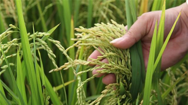 Nông dược HAI đặt mục tiêu lãi 96 tỷ đồng năm 2019, miễn nhiệm 3 thành viên BKS