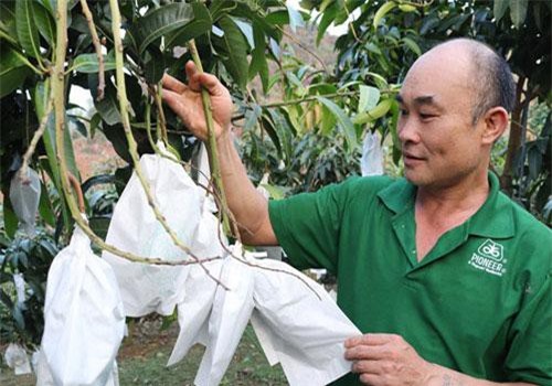 Sơn La: Ông Thắng thắng lớn nhờ trồng xoài, bưởi trên đất dốc