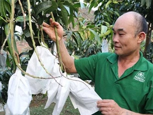 Sơn La: Ông Thắng thắng lớn nhờ trồng xoài, bưởi trên đất dốc