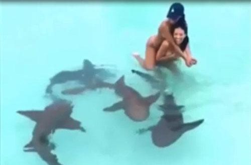 CLIP: "Choáng" hai cô gái liều mạng bơi chung với đàn cá mập
