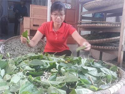 Hải Phòng: Nuôi tằm ré không để lấy tơ mà đem bán làm món đặc sản