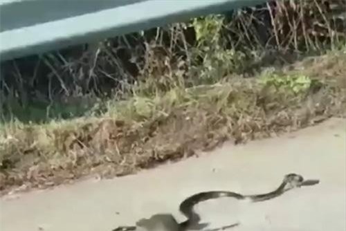 Chuột mẹ 'tử chiến' với rắn để cứu con mình