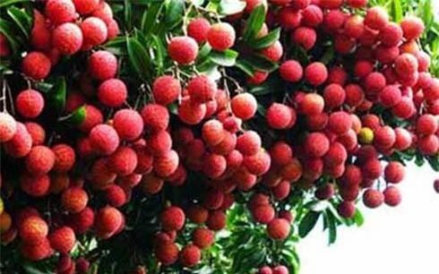 Trung Quốc: Diện tích trồng vải và sản lượng lớn nhất thế giới vẫn NK từ Việt Nam