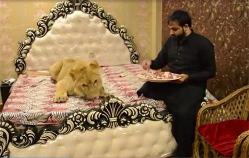 CLIP: Đại gia Pakistan nuôi sư tử như thú cưng
