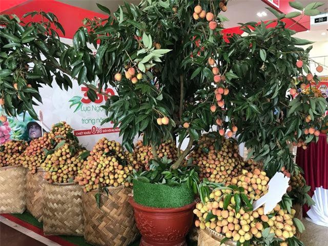 Giá vải thiều tăng gấp đôi, chất lượng cao nhất từ trước đến nay