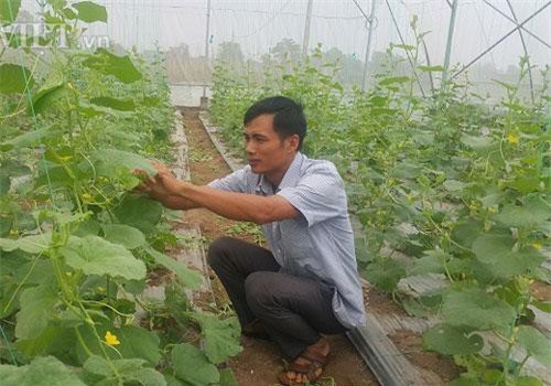 Thanh Hóa: Trồng dưa lưới giữa mùa nắng nóng, 10 trái đẹp cả 10, bán đắt hàng