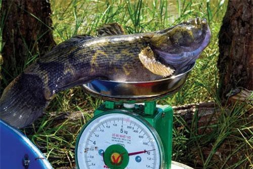 Cà Mau: Kiên trì nuôi loài cá bống "khủng", cứ bán 1 con thu nửa triệu bạc