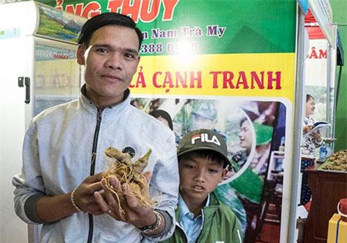Quảng Nam: Từ làm thuê thành ông chủ vườn sâm hàng chục tỷ