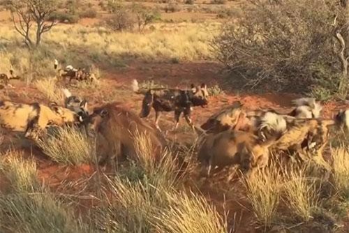 'Ớn lạnh' xem đàn chó hoang cắn xé con mồi
