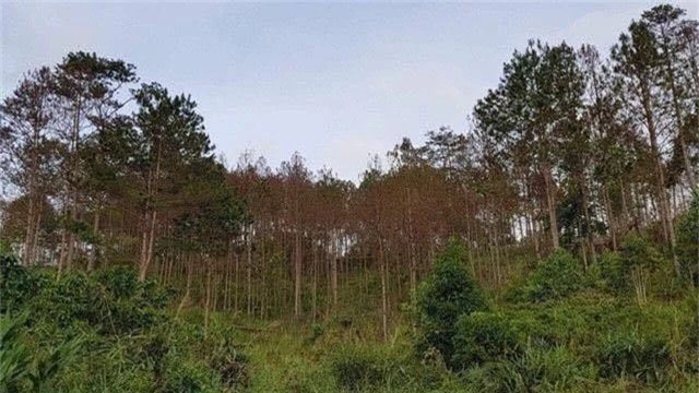 Bắt 3 đối tượng liên quan đến vụ đầu độc rừng thông quy mô lớn - 1
