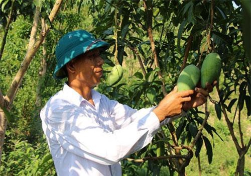 Sơn La: Ở nơi này, dân vẫn "vắt" đất "chó ăn đá, gà ăn sỏi" ra thu nhập tốt