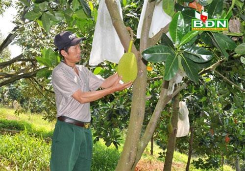 Đắk Nông: Ủ cá thành phân bón cho mít Thái, bán 50 tấn trái/năm, thu tiền tỷ