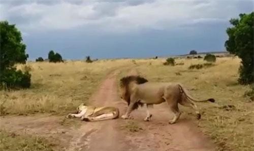 CLIP: Cách bắt đầu cuộc "yêu" đầy bạo lực của sư tử đực