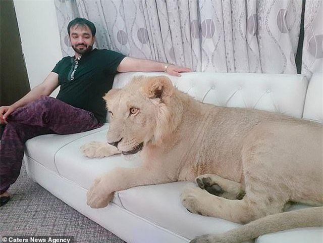 Cuộc sống sang chảnh của chú sư tử nằm phòng riêng lắp điều hòa, ăn sơn hào hải vị