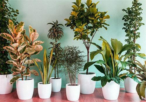 Cải thiện chất lượng không khí trong nhà nhờ những mẹo dọn dẹp nhà cửa dưới đây