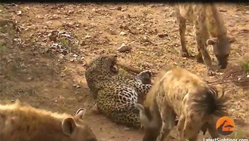 CLIP: Đàn linh cẩu đoạt mạng báo hoa mai