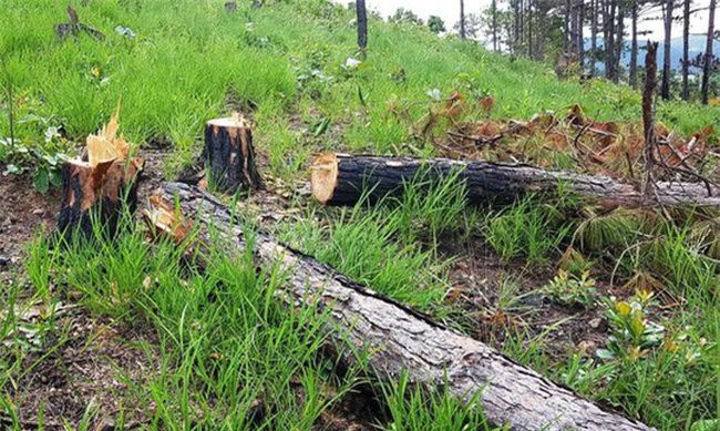 Khởi tố vụ án, bắt giam 3 đối tượng trong vụ phá rừng tại Lâm Đồng