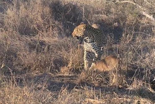 Săn được nai con, báo không ăn ngay mà vờn mồi như đồ chơi khiến người xem 'ớn lạnh'