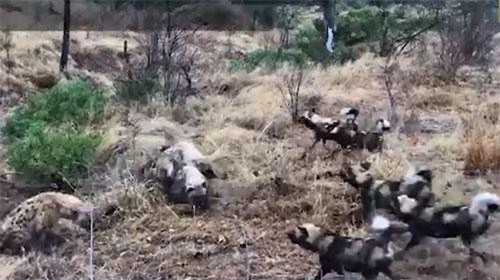 CLIP: Đàn chó hoang đại chiến linh cẩu