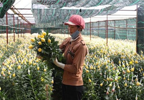 Lâm Đồng: Thạc sĩ sinh học hiến kế cứu vườn hoa cúc khỏi bệnh virus