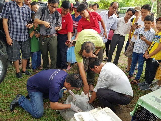 An Giang: Gắn chíp cho cặp rắn hổ mây “khủng” trước khi thả về tự nhiên