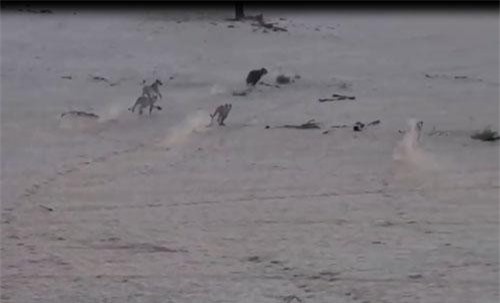 CLIP: Linh cẩu thoát chết ngoạn mục khi bị 5 con sư tử tấn công